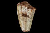 Fossil Phytosaur Tooth - New Mexico #133361-1